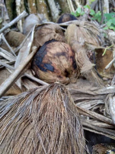 천연적 코코넛 — 스톡 사진