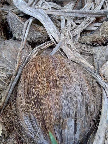 Rotte Kokosnoot Met Natuurlijke Achtergrond — Stockfoto