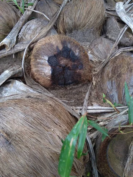 自然の背景を持つ腐ったココナッツ — ストック写真