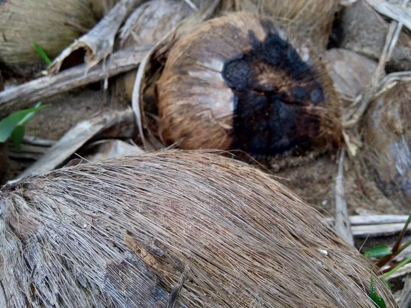 自然の背景を持つ腐ったココナッツ — ストック写真