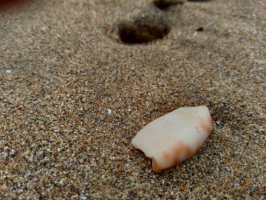 Kumsalda deniz kabuğu. Çerçeve, tırnak içinde ve diğer projeler için uygun.
