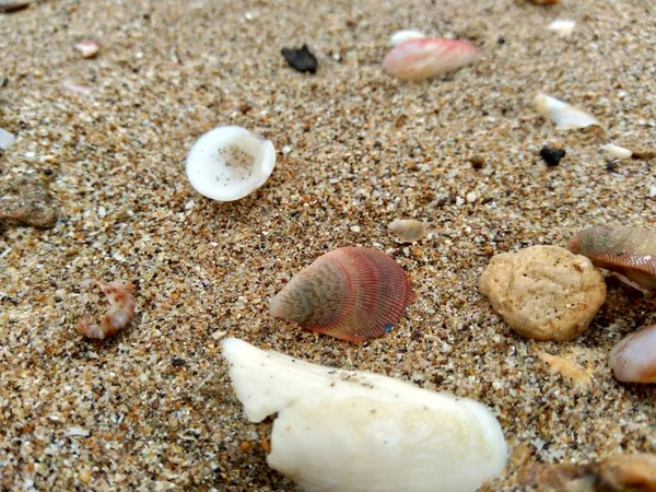 Shell on the sand. Suitable for frameworks, quotes and other projects.