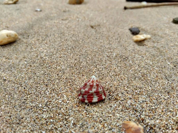 Muschel Sand Geeignet Für Rahmenwerke Angebote Und Andere Projekte — Stockfoto