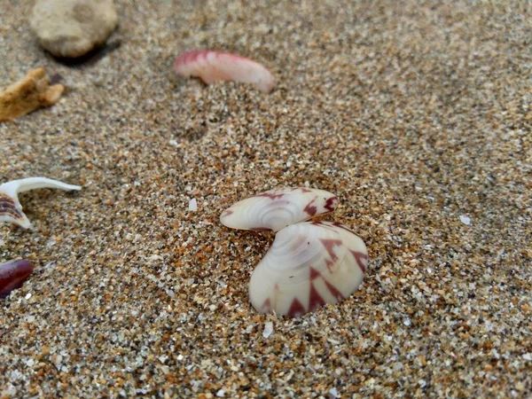 Schelp Het Zand Geschikt Voor Raamwerken Offertes Andere Projecten — Stockfoto