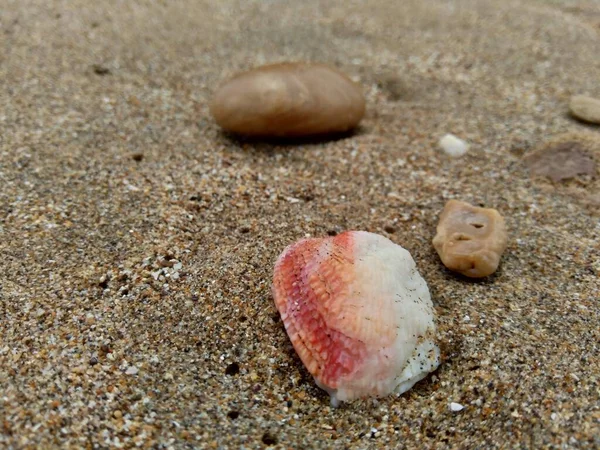 Schelp Het Zand Geschikt Voor Raamwerken Offertes Andere Projecten — Stockfoto