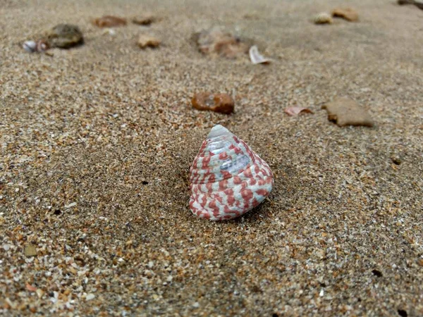 Muschel Sand Geeignet Für Rahmenwerke Angebote Und Andere Projekte — Stockfoto