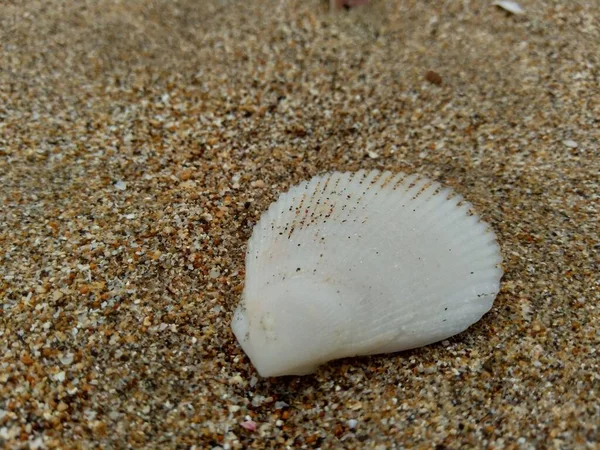 Muschel Sand Geeignet Für Rahmenwerke Angebote Und Andere Projekte — Stockfoto