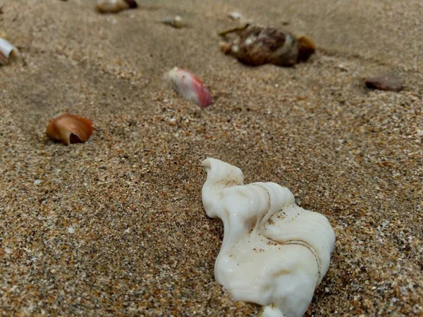 Concha Areia Adequado Para Quadros Citações Outros Projetos — Fotografia de Stock