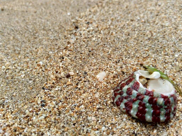 Schelp Het Zand Geschikt Voor Raamwerken Offertes Andere Projecten — Stockfoto