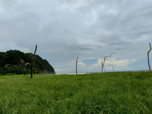 Padang Rumput Hijau Dengan Latar Belakang Langit Biru — Stok Foto