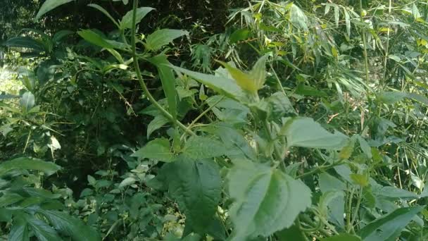 Close Shot Green Chromolaena Odorata Weeds Green Nature Background Soil — Stock Video