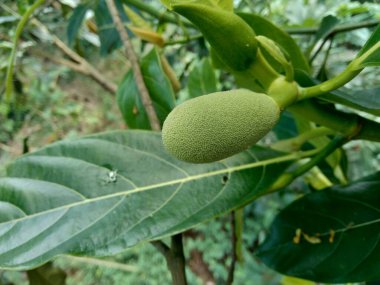 Bebek Jack meyvesi ya da Jack meyvesi çiçeği. Endonezyalılar buna babal der..