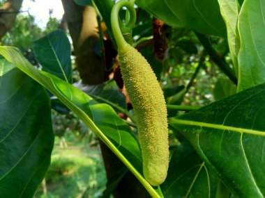 Bebek Jack meyvesi ya da Jack meyvesi çiçeği. Endonezyalılar buna babal der..