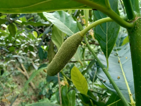 Baby Jack Fruit Jack Fruit Flower Indonesian Call Babal — Stock Photo, Image