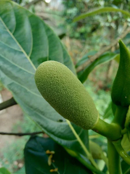 Baby Jack Fruit Atau Jack Fruit Flower Indonesia Menyebutnya Babal — Stok Foto