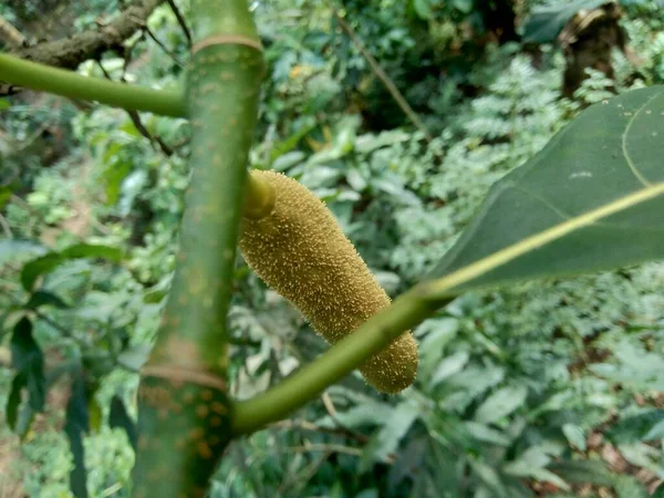 Bebé Jack Fruta Flor Fruta Gato Indonesio Llaman Babal —  Fotos de Stock