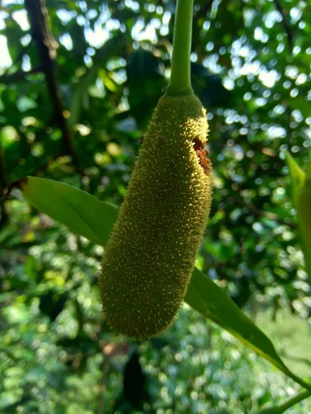 Baby Jack Frucht Oder Jack Fruchtblume Indonesier Nennen Babal — Stockfoto