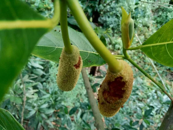 Bébé Jack Fruit Jack Fruit Fleur Indonésien Appelle Babal — Photo