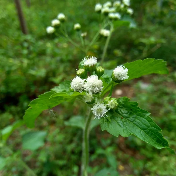 Bandotán Ageratum Conyzoides Tipo Maleza Agrícola Perteneciente Tribu Asteraceae Esta — Foto de Stock