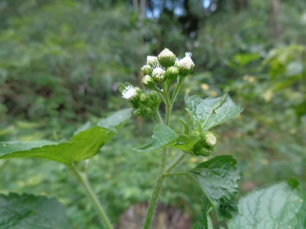 Bandotan Ageratum Conyzoides Tipo Planta Daninha Agrícola Pertencente Tribo Asteraceae — Fotografia de Stock