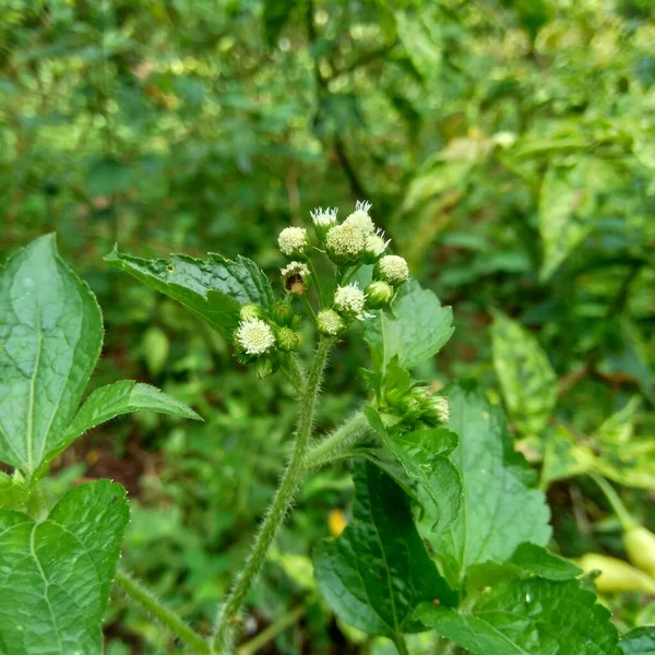 Bandotan Ageratum Conyzoides Jest Rodzajem Chwastów Rolnych Należących Plemienia Asteraceae — Zdjęcie stockowe