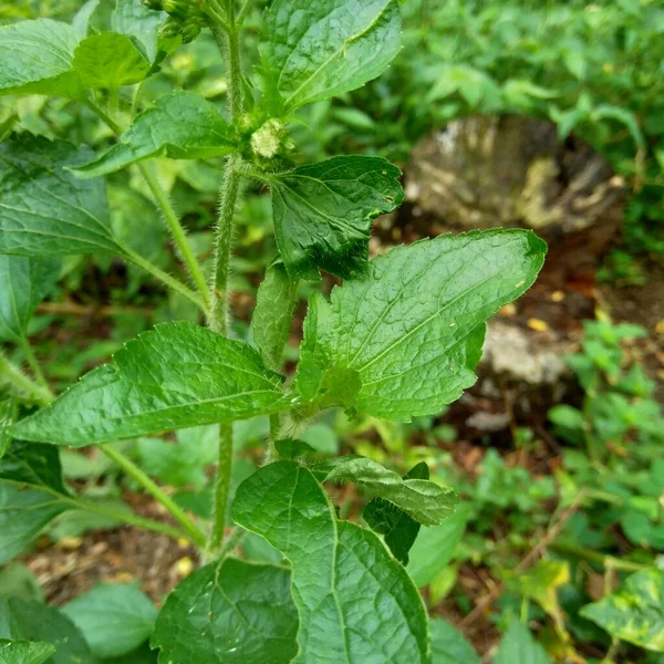 Bandotan Ageratum Conyzoides Tipo Erba Agricola Appartenente Alla Tribù Delle — Foto Stock