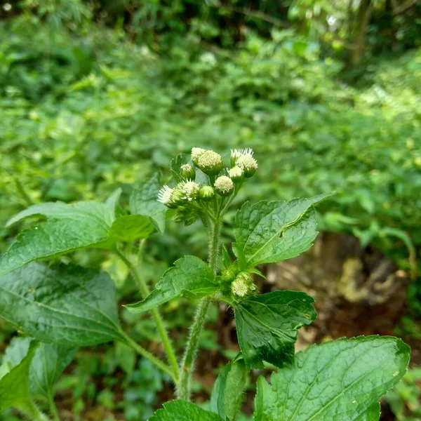 バントタン バントタン Ageratum Conyzoides アステラス科の一種 この植物は赤痢や下痢 殺虫剤やネメチサイドに対して使用されます — ストック写真
