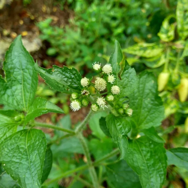 Бандотан Ageratum Conyzoides Вид Сельскохозяйственной Травы Принадлежащей Племени Астеровых Растение — стоковое фото