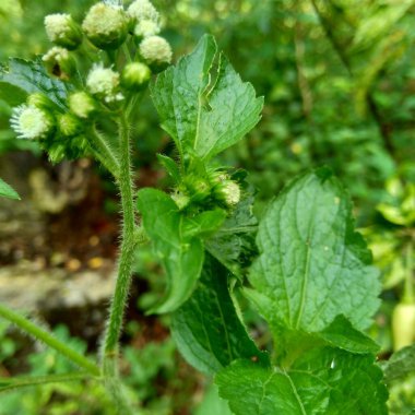 Bandotan (Ageratum conyzoides), Asteraceae kabilesine ait bir tarım otudur. Bu bitki dizanteri, ishal, böcek ilacı ve nematisit için kullanılır..