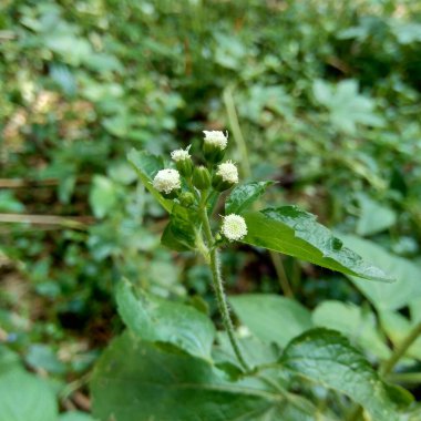 Bandotan (Ageratum conyzoides), Asteraceae kabilesine ait bir tarım otudur. Bu bitki dizanteri, ishal, böcek ilacı ve nematisit için kullanılır..