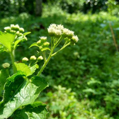 Bandotan (Ageratum conyzoides), Asteraceae kabilesine ait bir tarım otudur. Bu bitki dizanteri, ishal, böcek ilacı ve nematisit için kullanılır..