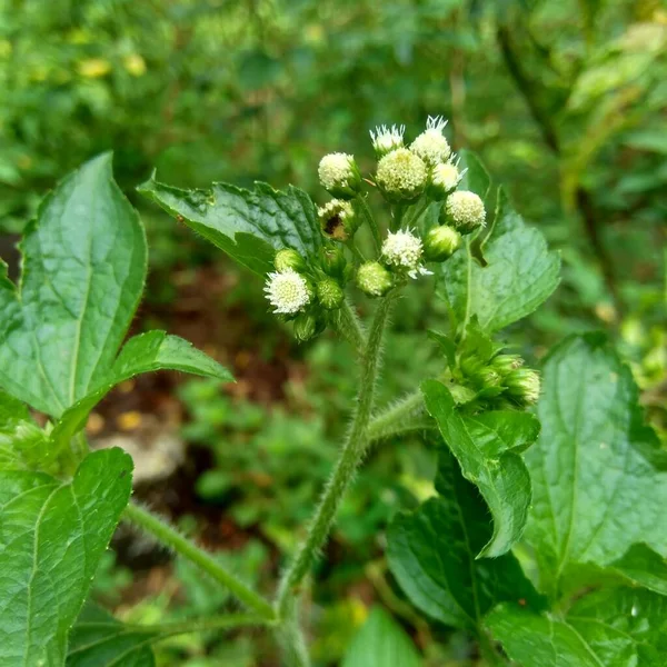 Bandotán Ageratum Conyzoides Tipo Maleza Agrícola Perteneciente Tribu Asteraceae Esta — Foto de Stock