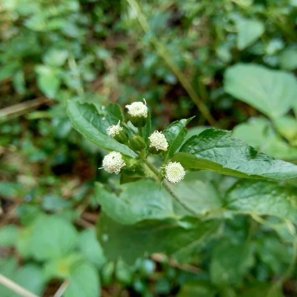 Бандотан Ageratum Conyzoides Вид Сельскохозяйственной Травы Принадлежащей Племени Астеровых Растение — стоковое фото