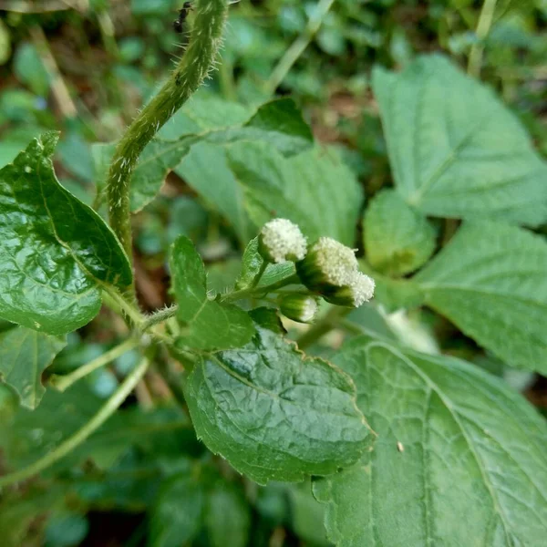 バントタン バントタン Ageratum Conyzoides アステラス科の一種 この植物は赤痢や下痢 殺虫剤やネメチサイドに対して使用されます — ストック写真