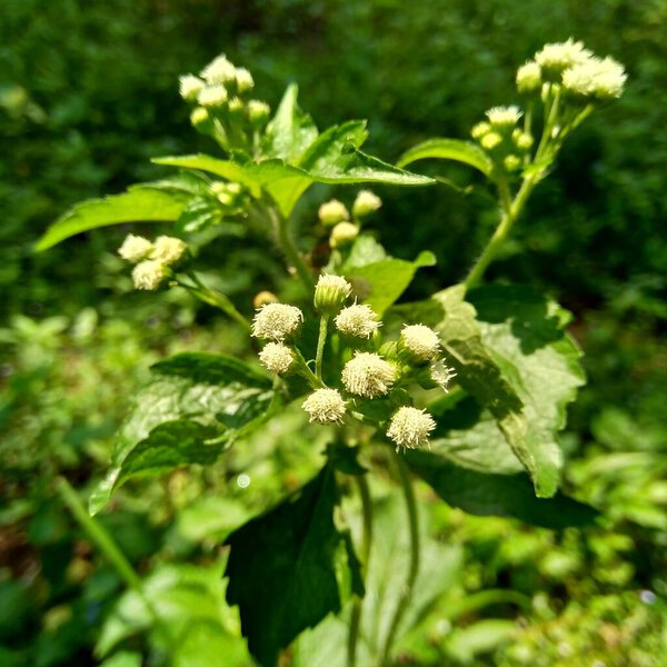 Бандотан (Ageratum conyzoides) - вид сельскохозяйственной травы, принадлежащей племени астеровых. Это растение используется против дизентерии и диареи, инсектицида и нематицида
.