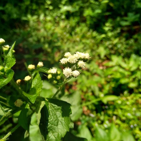 Bandotan Ageratum Conyzoides Είναι Ένα Είδος Γεωργικού Ζιζανίων Που Ανήκει — Φωτογραφία Αρχείου