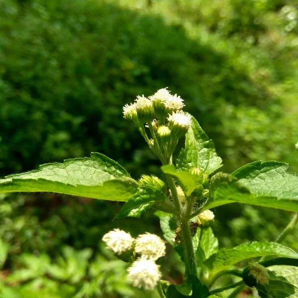 Bandotán Ageratum Conyzoides Tipo Maleza Agrícola Perteneciente Tribu Asteraceae Esta — Foto de Stock