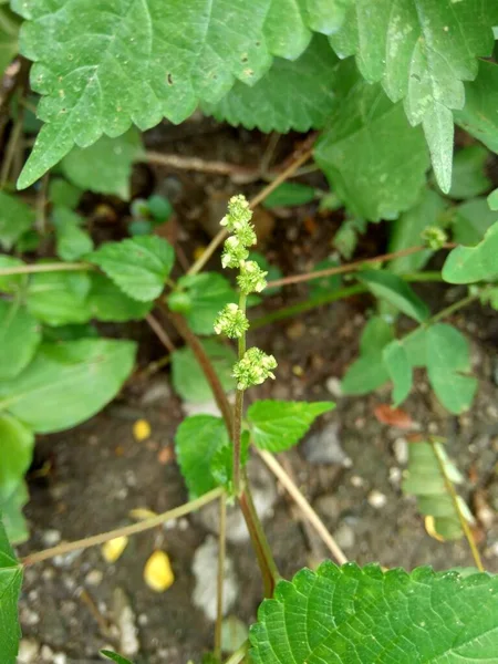 Laportea Natuur Achtergrond Deze Plant Kan Jeuk Veroorzaken Als Hem — Stockfoto