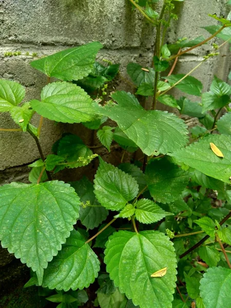 自然界のラポラ茶です この植物はかゆみを引き起こす可能性があります — ストック写真