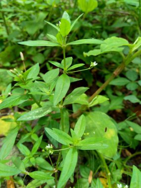 Doğanın arka planında Hedyotis corymbosa var. Mide asabiyeti, sinir krizi, karaciğer şikayetleri, bademcik iltihabı, farenjit, bronşit, zatürree, kabakulak, apandisit, hepatit, ülser...