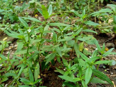 Doğanın arka planında Hedyotis corymbosa var. Mide asabiyeti, sinir krizi, karaciğer şikayetleri, bademcik iltihabı, farenjit, bronşit, zatürree, kabakulak, apandisit, hepatit, ülser...