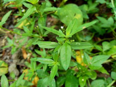 Doğanın arka planında Hedyotis corymbosa var. Mide asabiyeti, sinir krizi, karaciğer şikayetleri, bademcik iltihabı, farenjit, bronşit, zatürree, kabakulak, apandisit, hepatit, ülser...