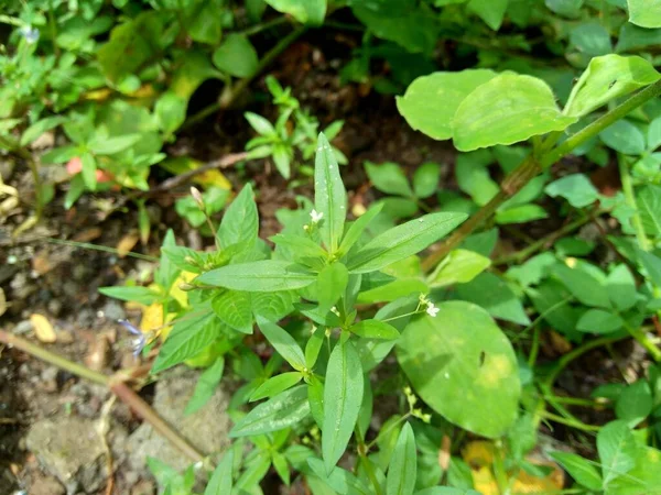 Hedyotis Corymbosa Fundo Natureza Útil Irritabilidade Gástrica Depressão Nervosa Queixas — Fotografia de Stock