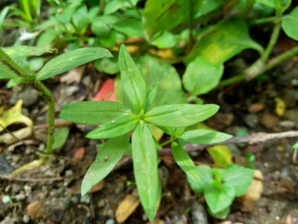 Hedyotis Corymbosa Στο Φόντο Της Φύσης Χρήσιμο Στη Γαστρική Ευερεθιστότητα — Φωτογραφία Αρχείου