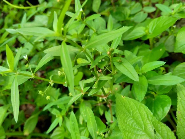 Hedyotis Corymbosa Στο Φόντο Της Φύσης Χρήσιμο Στη Γαστρική Ευερεθιστότητα — Φωτογραφία Αρχείου