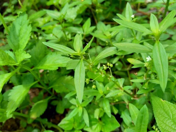 Hedyotis Corymbosa Στο Φόντο Της Φύσης Χρήσιμο Στη Γαστρική Ευερεθιστότητα — Φωτογραφία Αρχείου