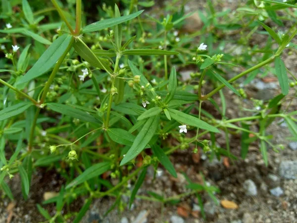 Hedyotis Corymbosa Fondo Naturaleza Útil Irritabilidad Gástrica Depresión Nerviosa Quejas —  Fotos de Stock