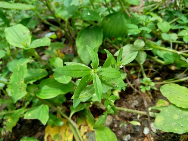 Hedyotis Corymbosa Στο Φόντο Της Φύσης Χρήσιμο Στη Γαστρική Ευερεθιστότητα — Φωτογραφία Αρχείου