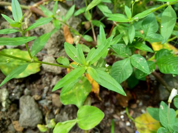 Hedyotis Corymbosa Στο Φόντο Της Φύσης Χρήσιμο Στη Γαστρική Ευερεθιστότητα — Φωτογραφία Αρχείου