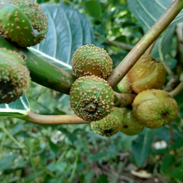Ficus Septica Awar Awar Bar Abar Ciyat Bobulutu Tagalolo Tobo — Φωτογραφία Αρχείου